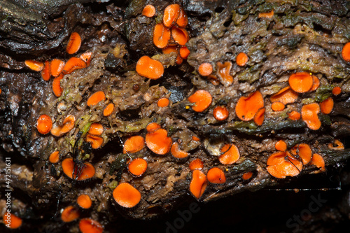 Eyelash cup fungus, growing in Goodwin State Forest, Hampton, Connecticut. photo