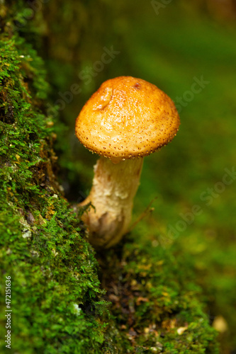 Golden pholiota mushroom in Goodwin State Forest, Hampton, Connecticut.