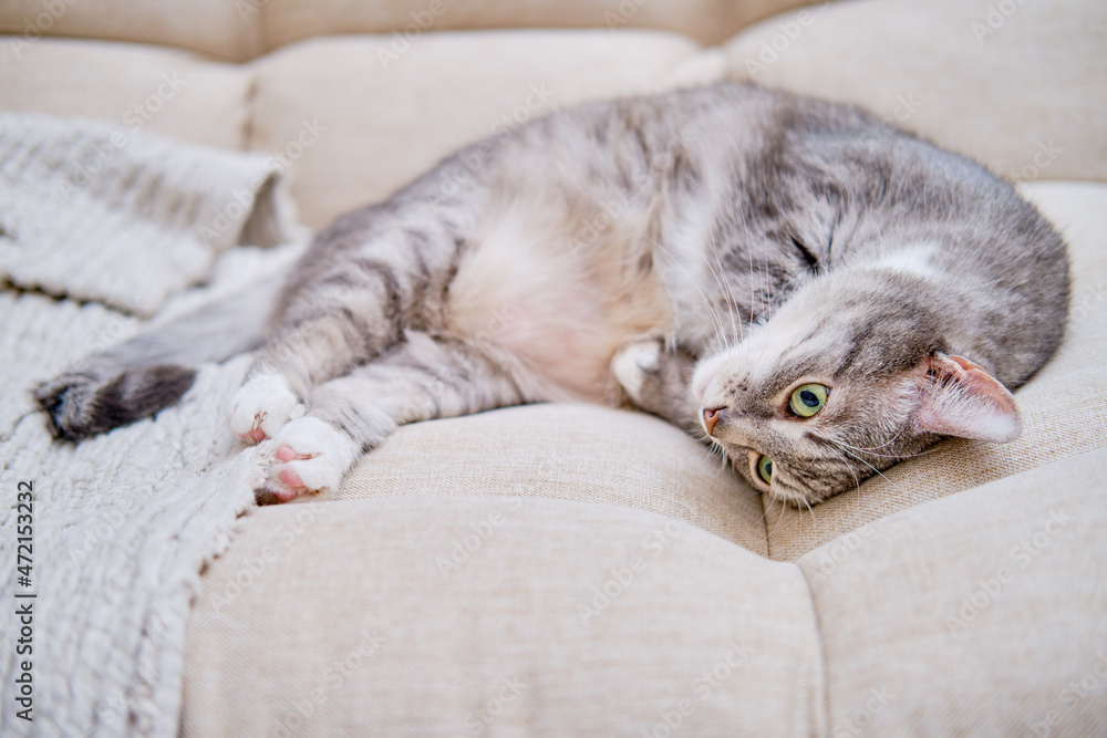 A gray cat with green eyes lies on a beige sofa, portrait