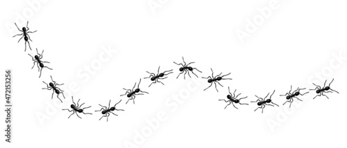 Worker ants trail line flat style design vector illustration isolated on white background. Top view of ants bug road trail marching in the line row. Pest control or insect searching concept.