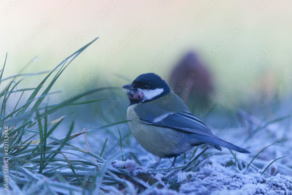 Obraz premium Great Tit Parus major infected by a poxvirose