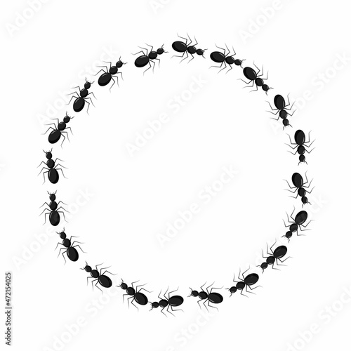 Frame from ants going in a circle. Path ants on circle. Ant trails.