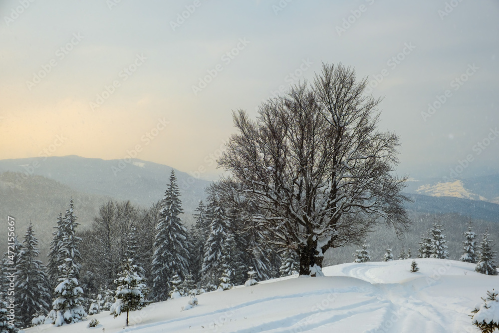 Obraz premium Moody landscape with footpath tracks and dark bare trees covered with fresh fallen snow in winter mountain forest on cold misty morning