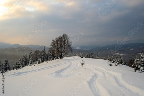 Moody landscape with footpath tracks and dark bare trees covered with fresh fallen snow in winter mountain forest on cold misty morning