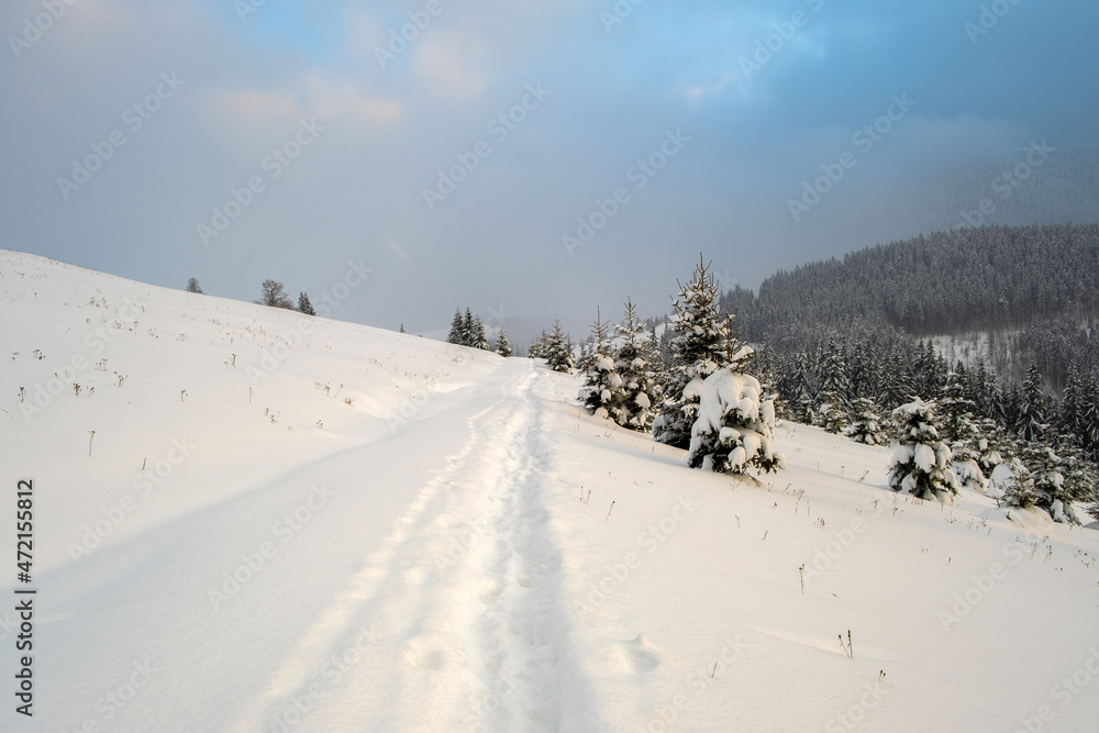 Moody landscape with footpath tracks and pine trees covered with fresh fallen snow in winter mountain forest on cold gloomy evening