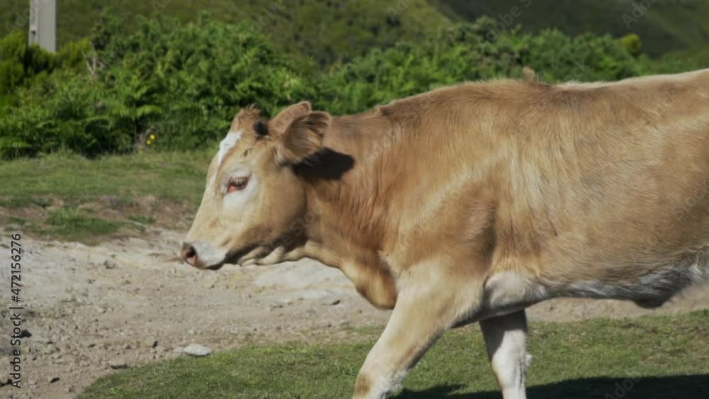 Profile shot of brown cow walking down side of road, slow motion Profile shot of brown cow walking down side of road, slow motion