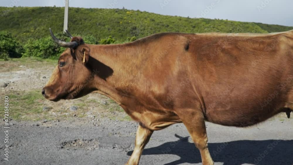 Tracking with bull cow walking down side of road in midday, slow motion Tracking with bull cow walking down side of road in midday, slow motion