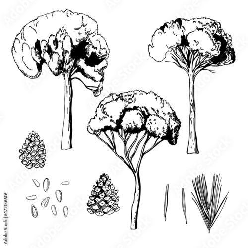  Italian pine set. Sketch  illustration.