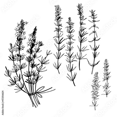 Fototapeta Naklejka Na Ścianę i Meble -   Hand drawn spicy herbs. Rosemary. Vector sketch  illustration.