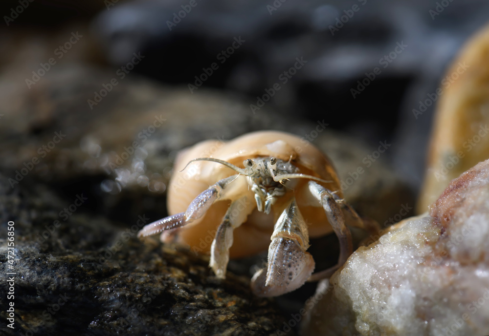 Macro photo of small hermit crab on the seashore rock.