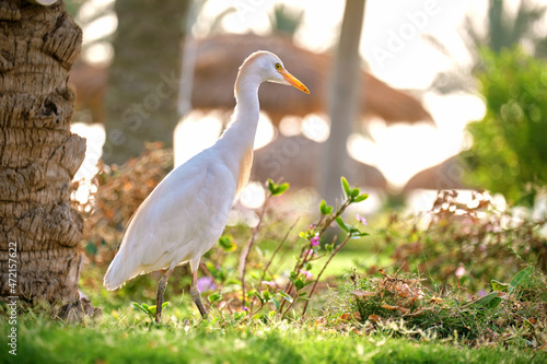 White cattle egret wild bird  also known as Bubulcus ibis walking on green lawn in summer