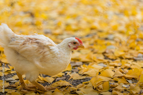 秋の銀杏の落ち葉と遊んでいる可愛い鶏