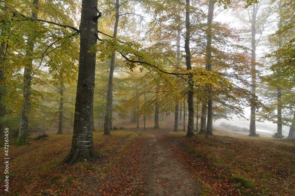 Fototapeta premium Colorful autumn forest covered by fog