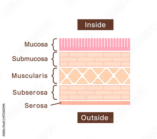 Sectional view illustration of gastric wall (stomach lining)