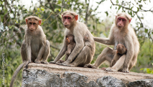 monkey family © Maheshprasad
