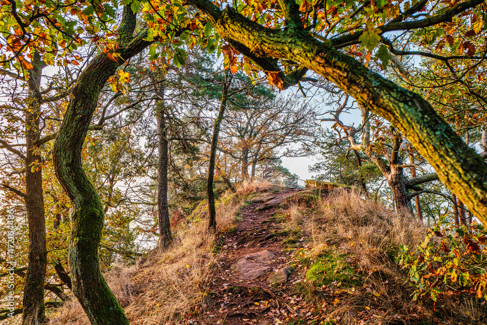 herbstlicher wald