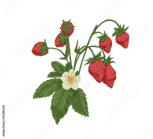 Wild strawberry branch. Forest fruit plant with fresh ripe berries, blooming flower and leaf. Botanical drawing of Fragaria. Realistic hand-drawn vector illustration isolated on white background