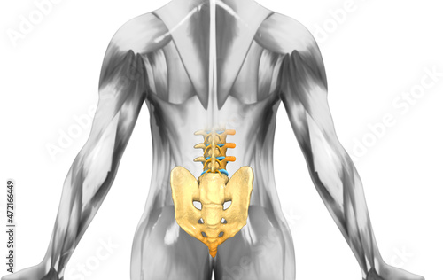 Anatomy of Human spine.vertebrae anatomy on science background photo