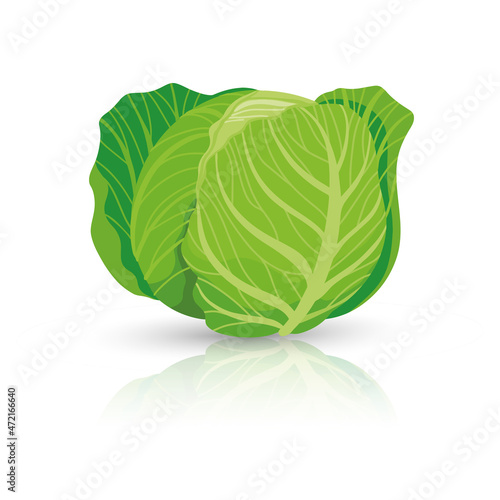 Bright vector illustration of colorful cabbage. Fresh cartoon organic vegetable isolated on white background used for magazine, book, poster, card, menu cover, web pages.