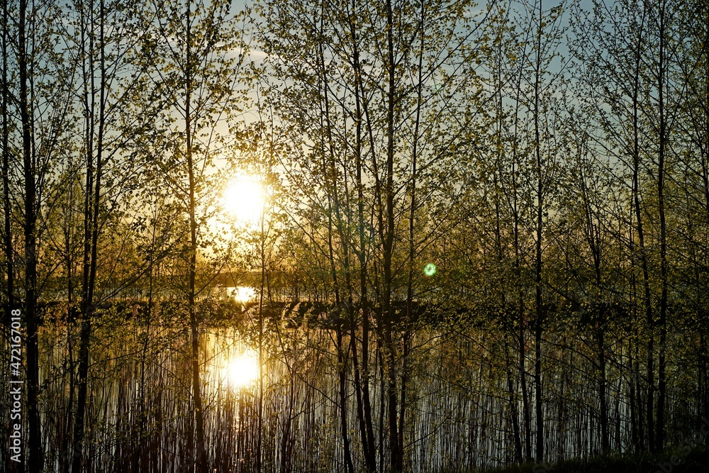 Sunset over the lake Spring May. Spring sun and the first leaves on the birches on the shore. Reflection. Horizon. Sunset over the lake Spring May. Spring sun and the first leaves on the birches on the shore. Reflection. Horizon.