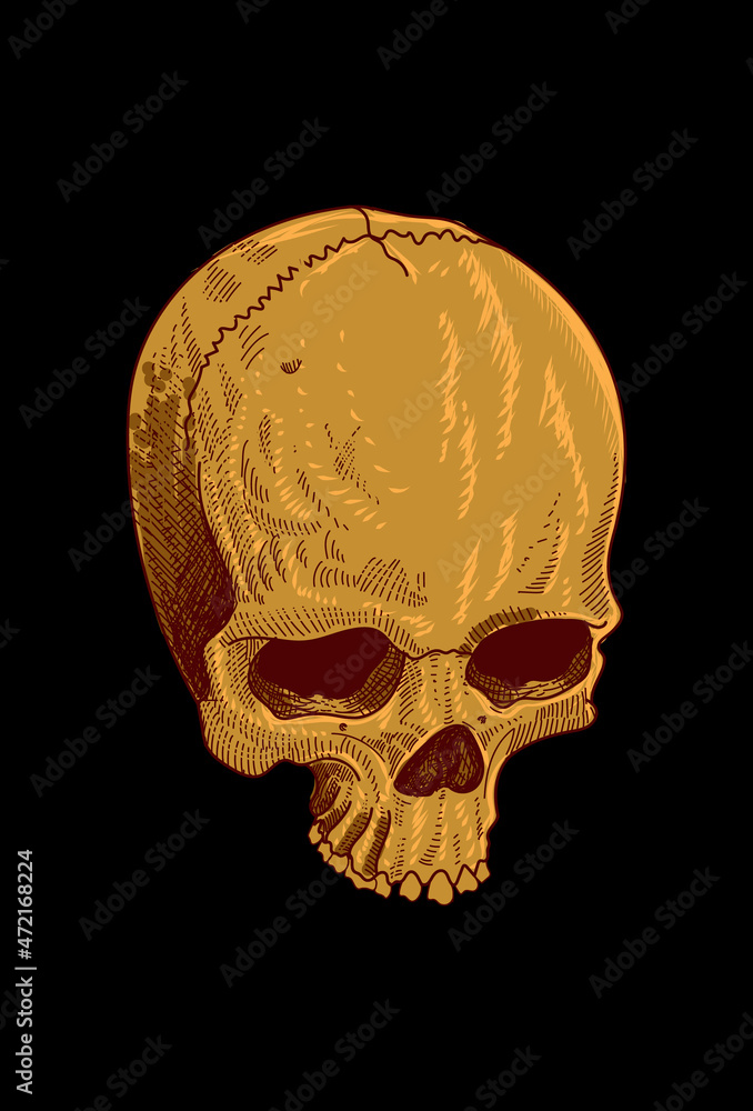 Skull vector illustration Skull vector illustration