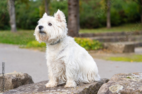 West Highland White Terrier sitting on a stone in a park © Angela Rohde