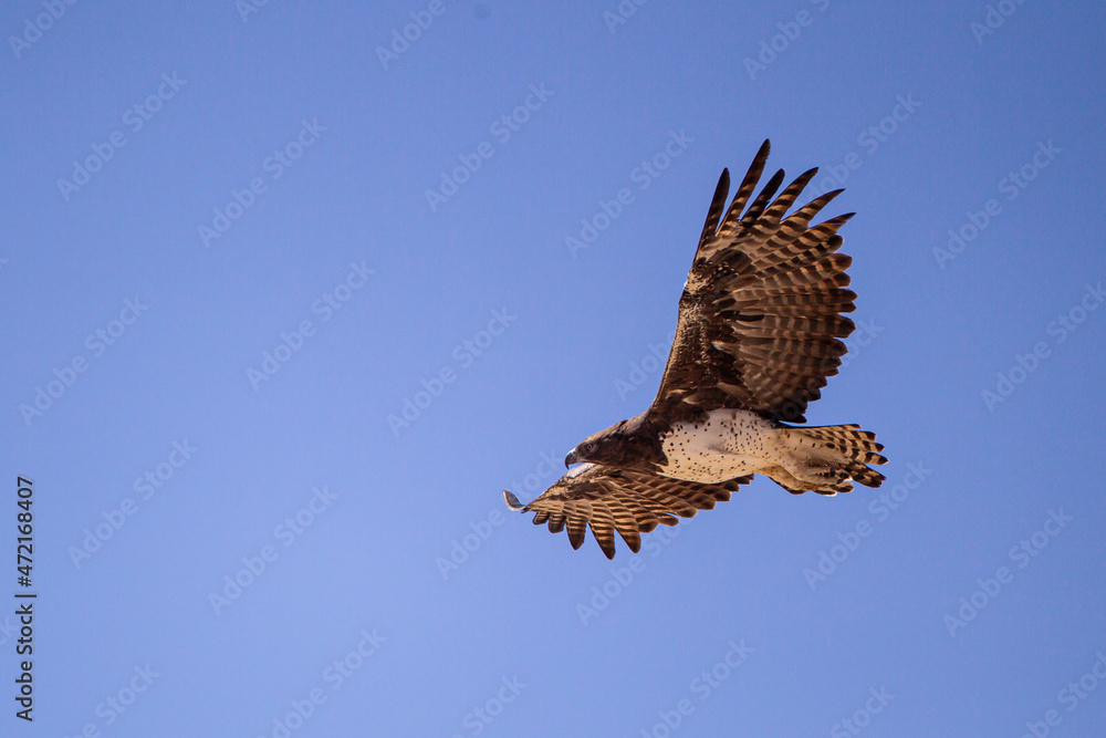 Fototapeta premium Martial Eagle flying across the Kalahari desert searching for prey, South Africa