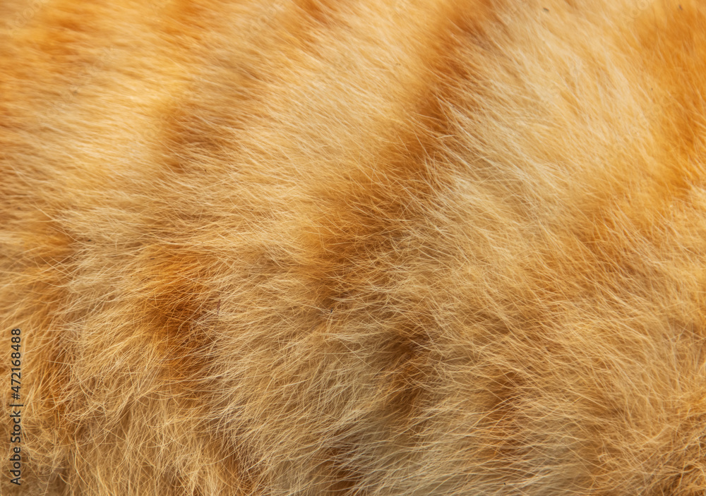 red hair of a cat as background red hair of a cat as background