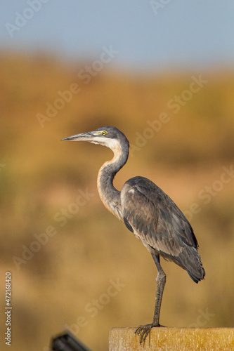 Black-headed Heron standing on the side of a dam in the Kgalagadi, South Africa