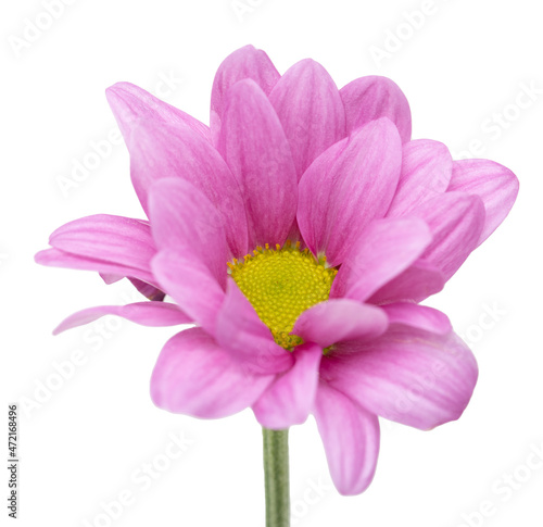 pink chrysanthemum flower with yellow center on white background
