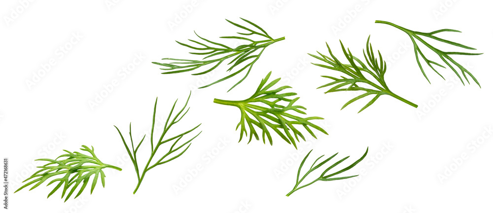 Flying dill isolated on white background