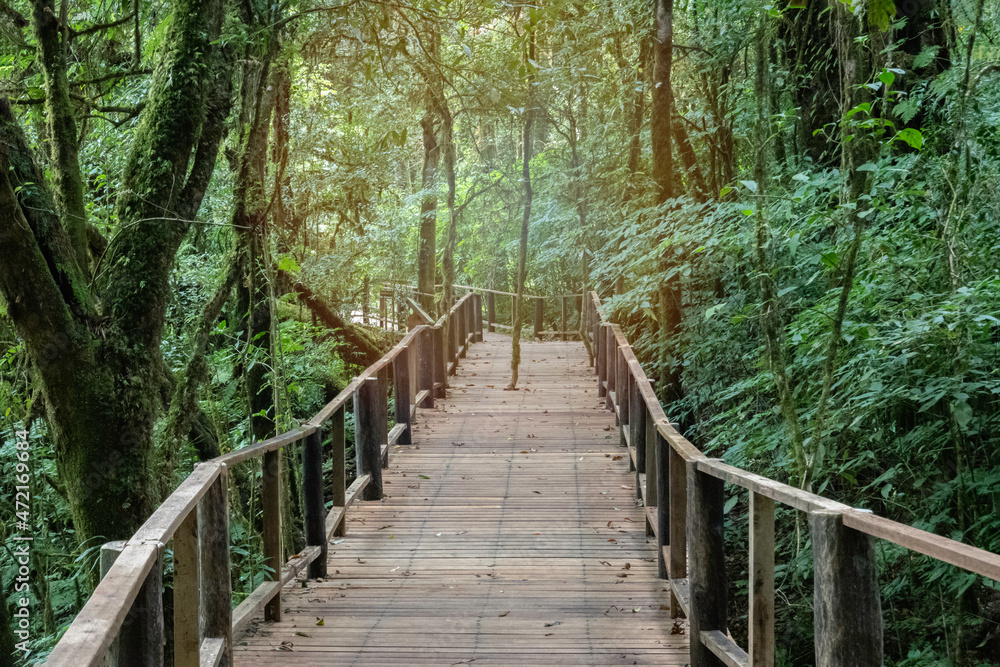 Travel path on wooden floor in Doi Inthanon National Park Travel path on wooden floor in Doi Inthanon National Park