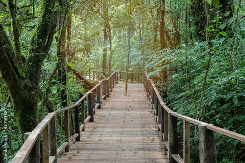 Travel path on wooden floor in Doi Inthanon National Park © surasak