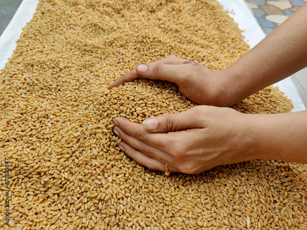 Stock photo of a women hand holding wheat grains or collecting wheat grains, which is kept on white color plastic sheet under bright sunlight for drying at Kolhapur, Maharashtra, India. focus on hand Stock photo of a women hand holding wheat grains or collecting wheat grains, which is kept on white color plastic sheet under bright sunlight for drying at Kolhapur, Maharashtra, India. focus on hand