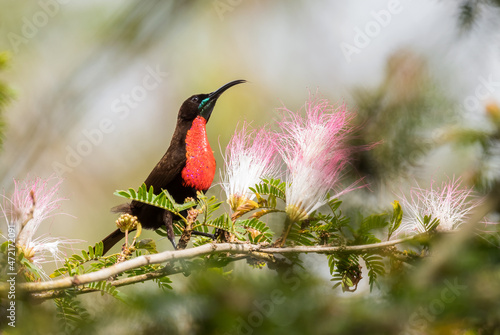Scarlet-chested Sunbird - Chalcomitra senegalensis, beautiful colored sunbird from African woodlands and gardens, Entebbe, Uganda. photo