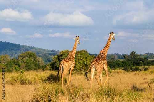 Pair of giraffes walking in Ngorongoro Conservation Area in Tanzania. Wildlife of Africa