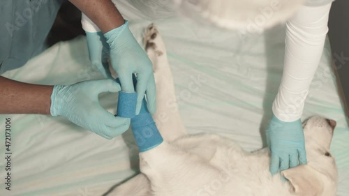 Wallpaper Mural Top view of unrecognizable vet doctor wrapping elastic bandage around paw of white Labrador dog that lying on surgical table, cropped assistant calming dog down Torontodigital.ca