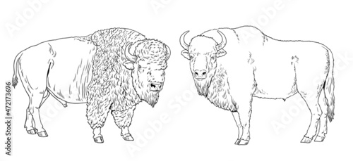 European and american bison drawing. Digital template for coloring with wisent and bison. 