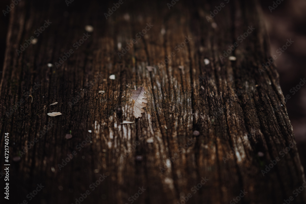 Old wooden floor and forest in background Old wooden floor and forest in background