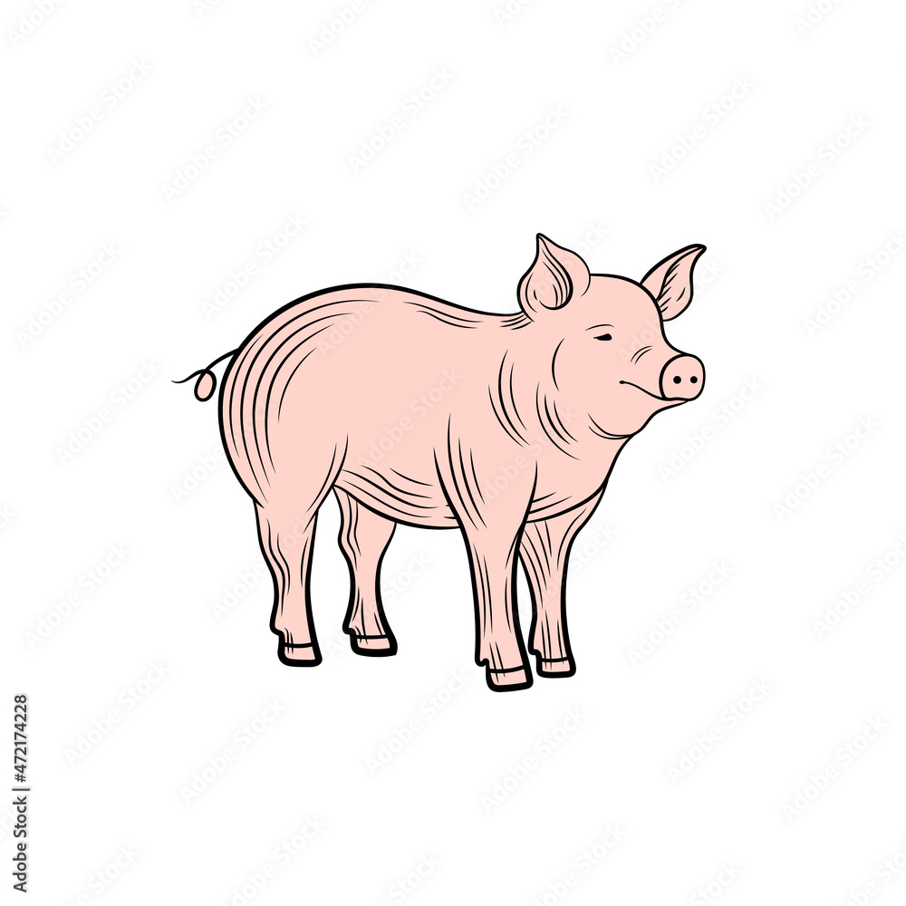 Naklejka premium pig isolated on white background, engraving style, illustration of farm animal, pink.