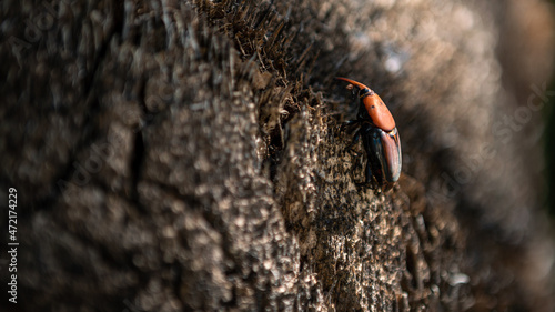 A palm weevil in the trunks of palm trees. Red beetles pest in palm plantations photo