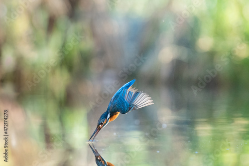 Fotografie, Obraz The common kingfisher (Alcedo atthis)