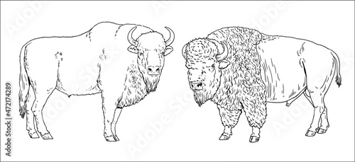 European and american bison drawing. Vector template for coloring with wisent and bison.