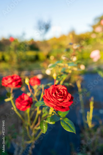 秋の夕方に西日に照らされる赤いバラ