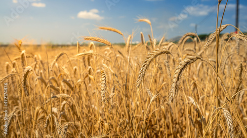 Beautiful view of gold wheat crop flied landscape, rural countryside at Spain.