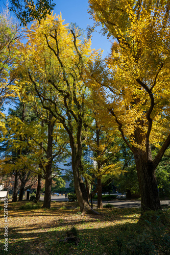 秋の日比谷公園の紅葉・イチョウ