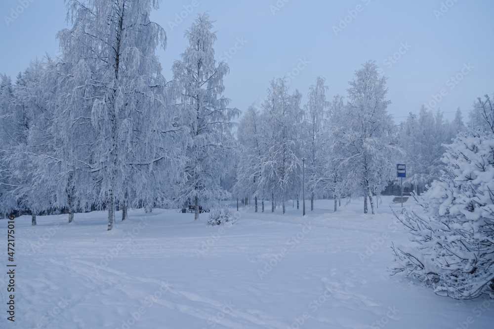 Obraz premium Trees in a snowy park.