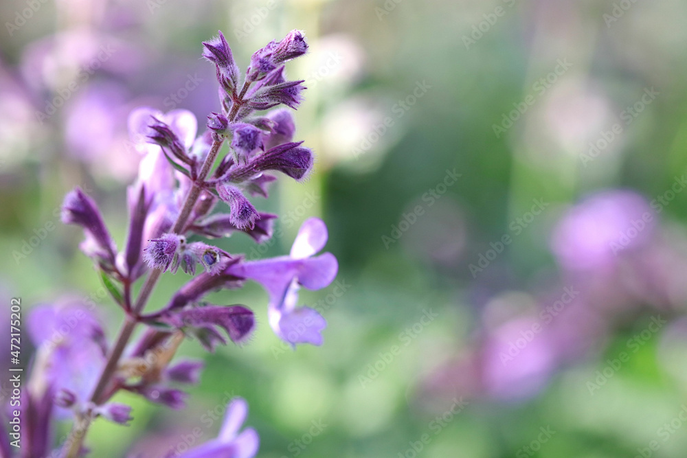 Hintergrund Frühling - Nahaufnahme von wunderschönen Blüten der Katzenminze - mit viel Textfreiraum Hintergrund Frühling - Nahaufnahme von wunderschönen Blüten der Katzenminze - mit viel Textfreiraum