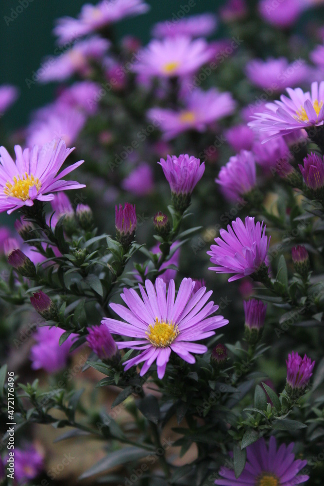 flowers flowers