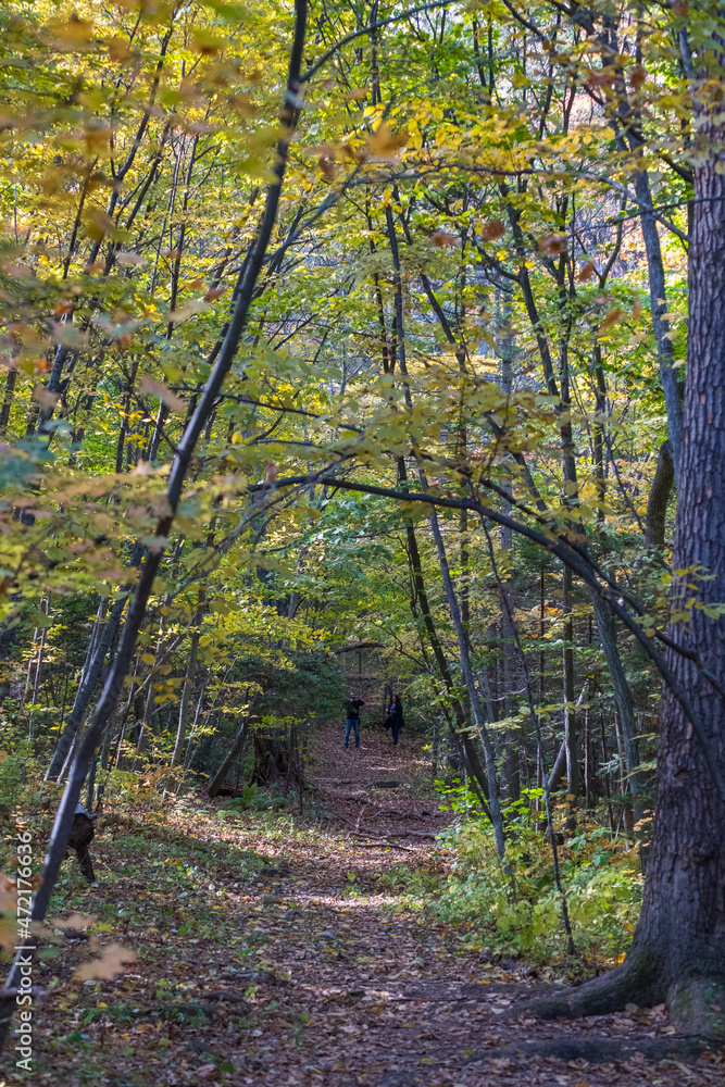 Obraz premium forest in autumn